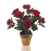 Burgandy Dahlias